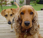 Dijembe Mutts