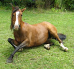 Would You Like A Trail Ride?